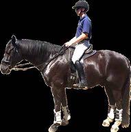 your Horse s belly carefully, yet firmly enough at the midline to cause him to lift his back.