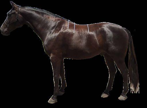 At the wither right where you locate the back edge of the shoulder blade while your Horse is standing still and square.