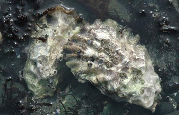 Aquatic Invasive Species Profile Pacific oyster, Crassostrea gigas (Thunberg, 1793)