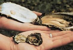 Pacific oyster, Crassostrea gigas. Photo by North Island Explorer. Figure 2. C. gigas compared to native Olympia oysters, Ostreola conchaphila.