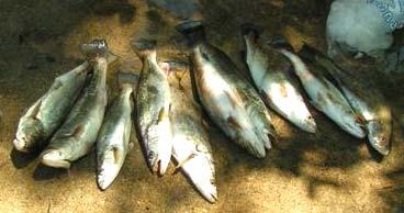 speckled trout (mean 21/ range 10-35) Flounder, white trout, sheepshead, catfish, croaker