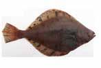 ocean perch Sebastes glutus black cod, butterfish Anoplopoma fimbria Alaska dab Limanda aspera paper sole Hippoglossoides elassodon GULF OF ALASKA rock flounder, roughscale sole Lepidopsetta