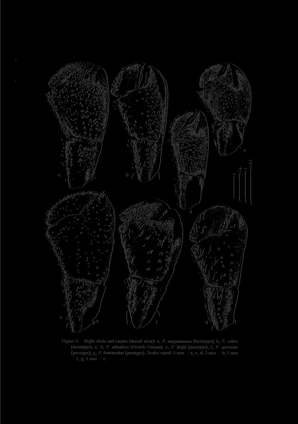 Figure 7. Right chela and carpus (dorsal view): a, P. magnimanus (lectotype); b, P. zebra (lectotype); c, d, P.