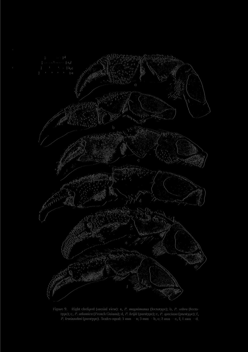 Figure 9. Right cheliped (mesial view): a, P. magnimanus (lectotype); b, P. zebra (lectotype); c, P.