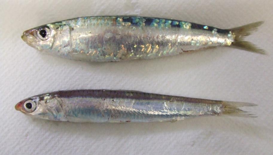 Small pelagic fisheries Commercial species: Sardine