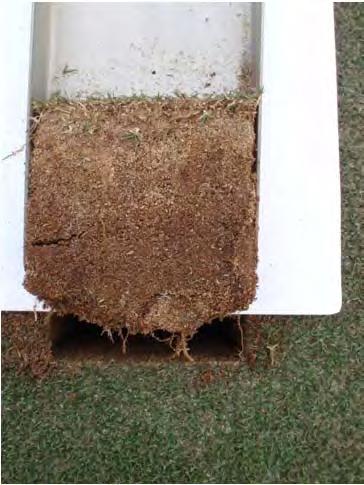 Promote Growth & Strong Root System before winter