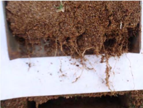 regular soil analysis to promote root growth and