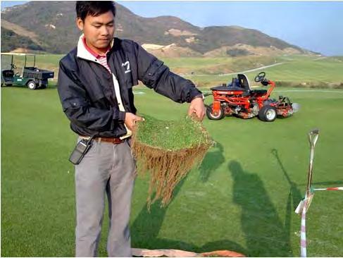 Reduced fertilizers and pesticides requirements Faster establishment than