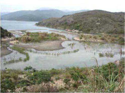 Mangroves and Protected Marsh Located in