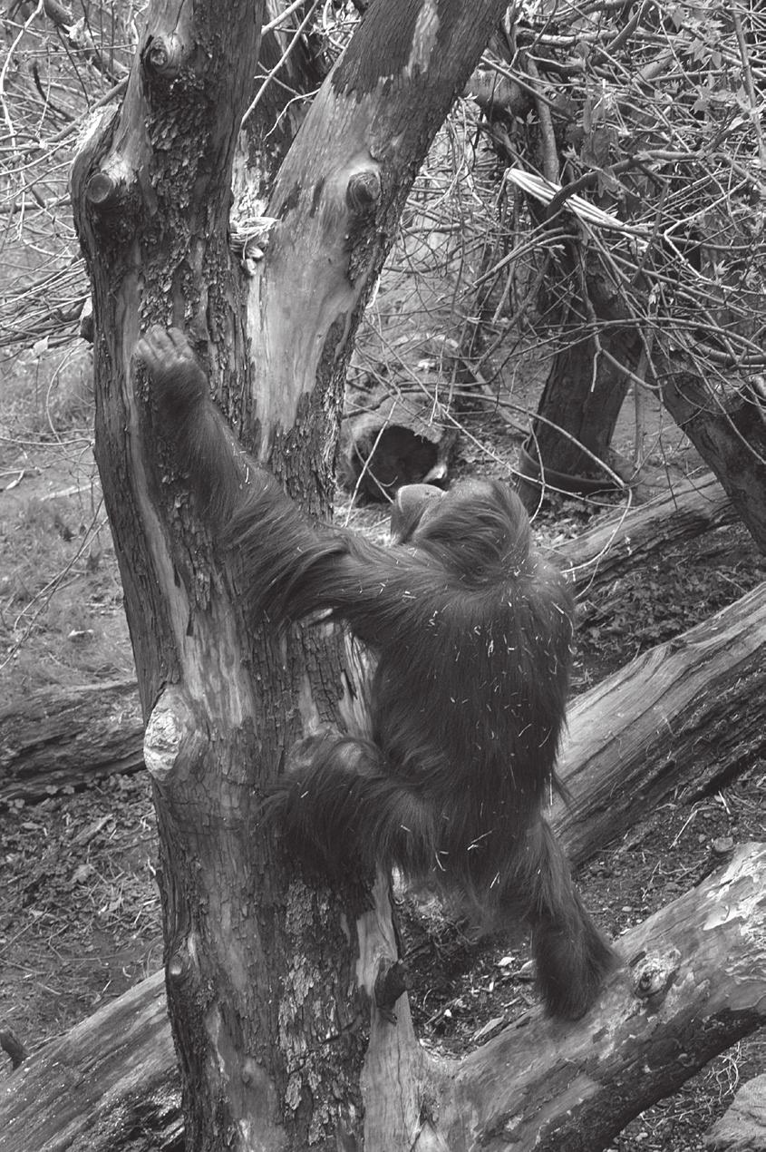 Captive apes living in zoos act as ambassadors for their wild brethren.