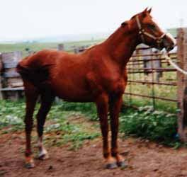 From Jim & Frances Peterson 50 A Mark To Shoot At Foaled: May 2011 A Sweet Feature Tatro Sorrel Gelding Rocket Wrangler Find A Buyer TB Truckel Feature Sweet Tooth Bars Special