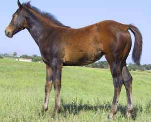 Brown Bert) Bertie is one of the most popular mares in the pasture and continually produces foals with kind dispositions and powerful structure.