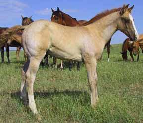7 FA Wild Bill Hickock Foaled: May 4, 2013 Red Dun Stud The Big Fix (Cosmo Jet) Fixers Crystal Brick Lil Crystal Rose (Git Lit) () Patzi Bruce Two (Doc Bruce) Crystal has produced some superb horses