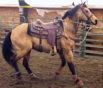 Barrel Horse and progeny earnings of $4 million) to his sire (Sire top PRCR, SDRA, NRA, NHSRA, USTRC Rodeo Performers), Drifter and his get are destined to become a force to be