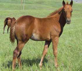 Solid foundation breeding with Drifter s with that great buckskin color.