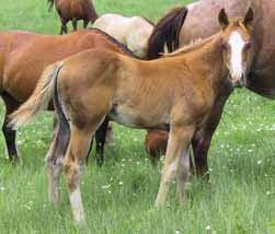 Her foals have all had good size, leg, bone, and are easy movers. They can really cover the country and have made some great arena and ranch horses.