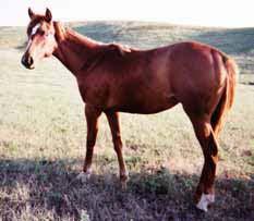 lookin colt is out of Kathy s favorite mare. This Two Eyed Red Buck mare the most mild mannered mare I have ever been around. Put those genetics in your program!