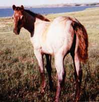 IMA McKee Majestic Spinner Krogs Scamp Cody Girls Laughing Laughing Boy 2 Mia Cody This is a stallion I raised out of the famous Two Eyed Red Buck stallion from the Pitzer Ranch in