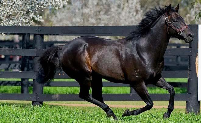 Having this chance to offer our loyal breeders a quality and affordable son of leading sire Commands in South Australia is a great coup for our stud and the state s breeders.