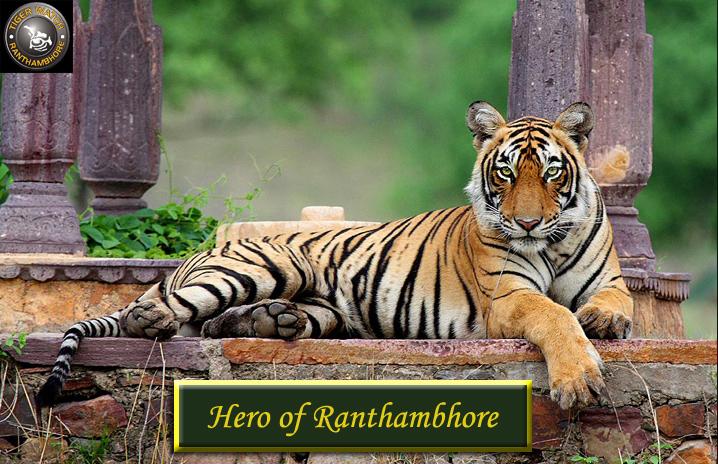 Hero of Ranthambhore Hero of Ranthambhore is a program initiated since May 2007, where people in service doing exceptional jobs are honored for their contribution in saving and protecting wildlife in