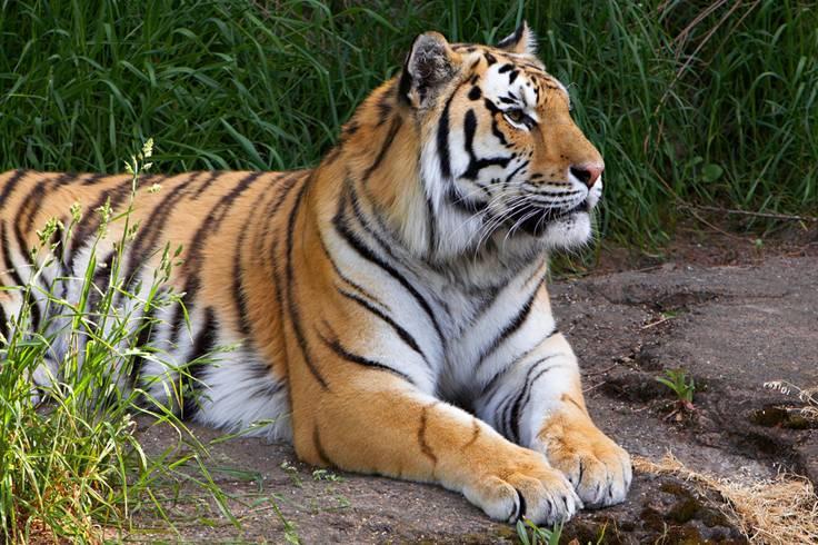 Look at the tiger end on. Tick the shape it is most like: Talk About: Why does it have sharp teeth and claws? (Catching and killing its prey) How do its stripes help?