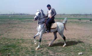 For sure the Iranian bred horse out crossed with the strange blood can result in the extremely valuable generations next so for sure the pure roots of this type of the horse should be safe kept as a