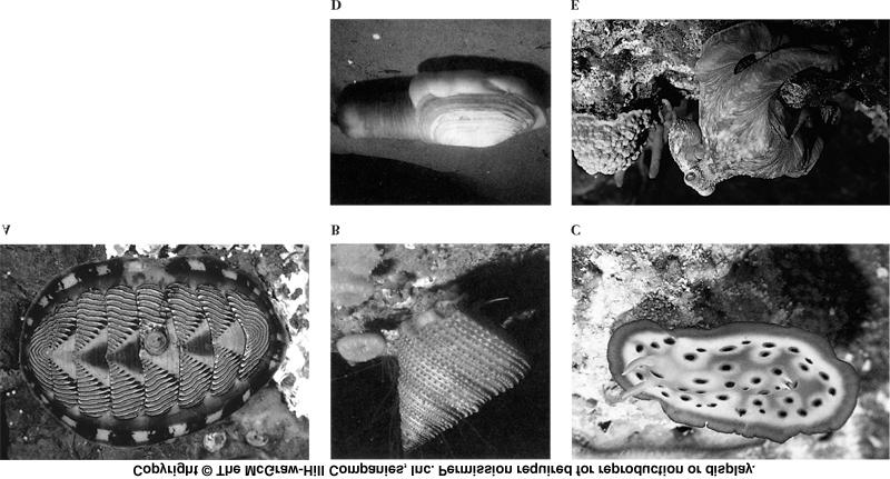 Chapter 10: Mollusca Latin: soft 90,000 living spp. 70,000 fossil spp.
