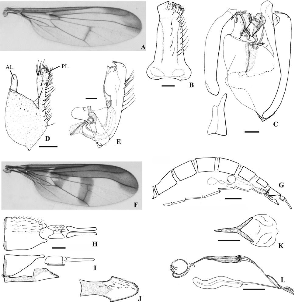 long lateral arms; genital chamber membranous. Spermatheca (Fig. 3l) with long duct and rounded capsule. Size. Body length 3.6 mm; wing length 3.8 mm. Geographical distribution.