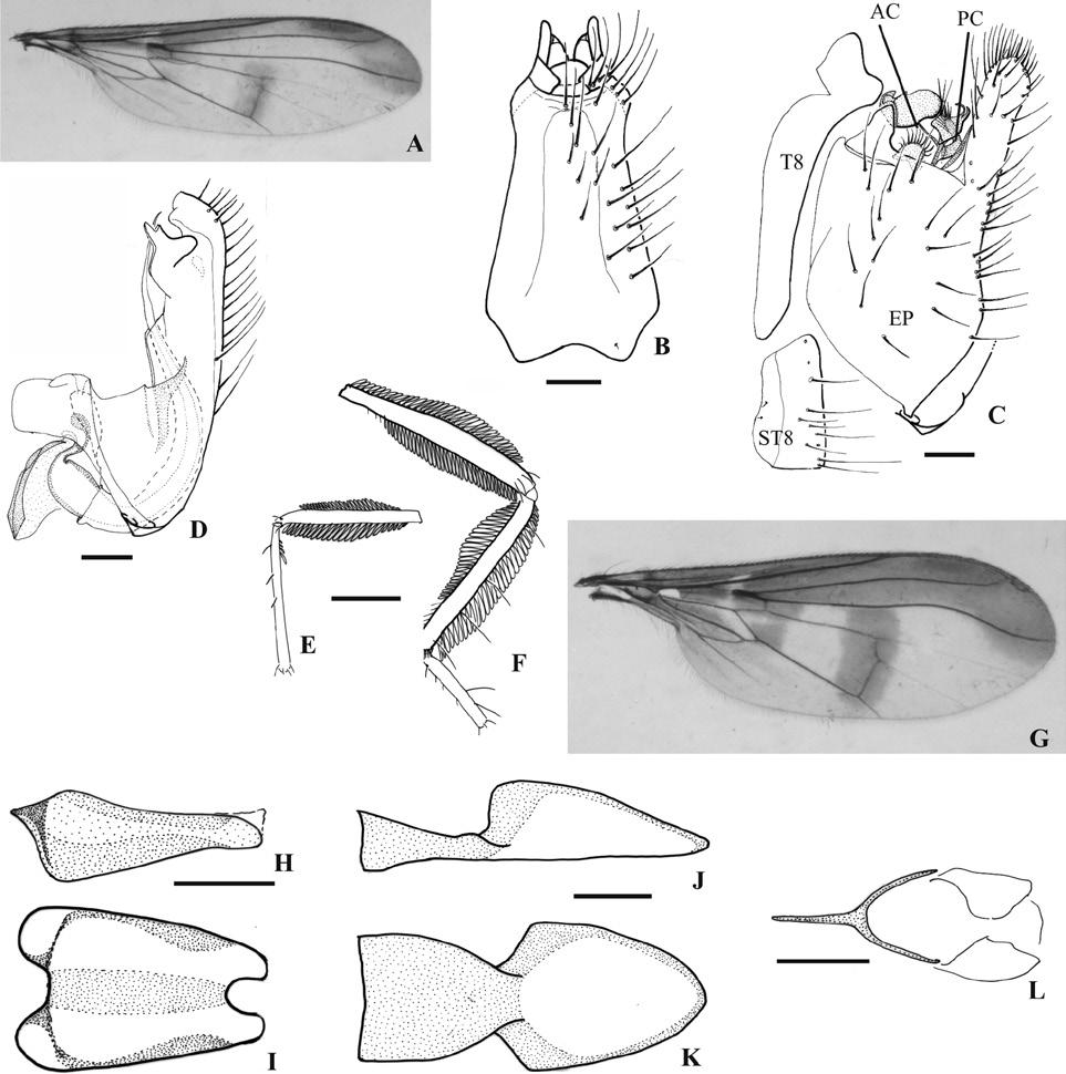 Figure 5 - Macrostomus pictipennis (Bezzi), from Cuzco, Peru. A-D, male; A, wing; B, tergite 8, dorsal view, right setae omitted; C, terminalia, lateral view; D, hypandrium, lateral view. E-L: female.