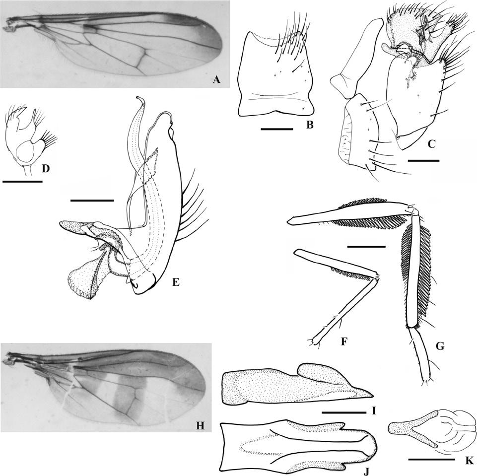 Variation. Body length varying from 3.5-3.8 mm. Some male paratypes with hind femur darker only on distal third, with four long dorsal setae. Discussion. Male specimens of M.