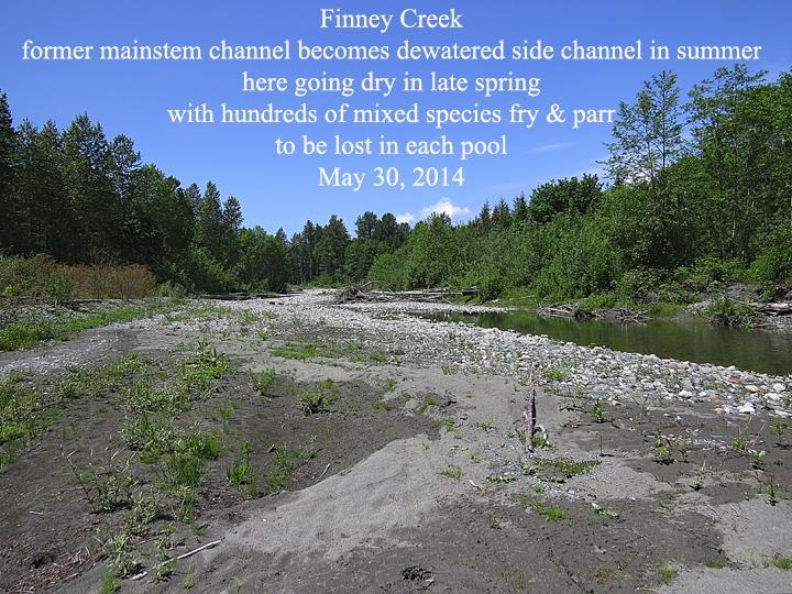 Photo 3: A former mainstem channel at Finney Creek about to go dry on May 30, 2014 Dry Creek (of lower Finney Creek): The lower 70-250 m typically goes subsurface by late June to early July.