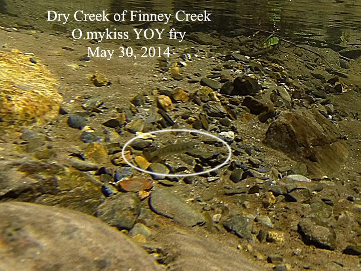 occurred at Dry Creek, would be well within the time required from the earlier spawning that was observed.
