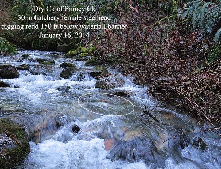 At Savage Creek, numerous coho fry were visually identified without a camera by at least April 19 th of 2014. At Dry Creek, many coho salmon fry were observed by May 2 nd of 2014.