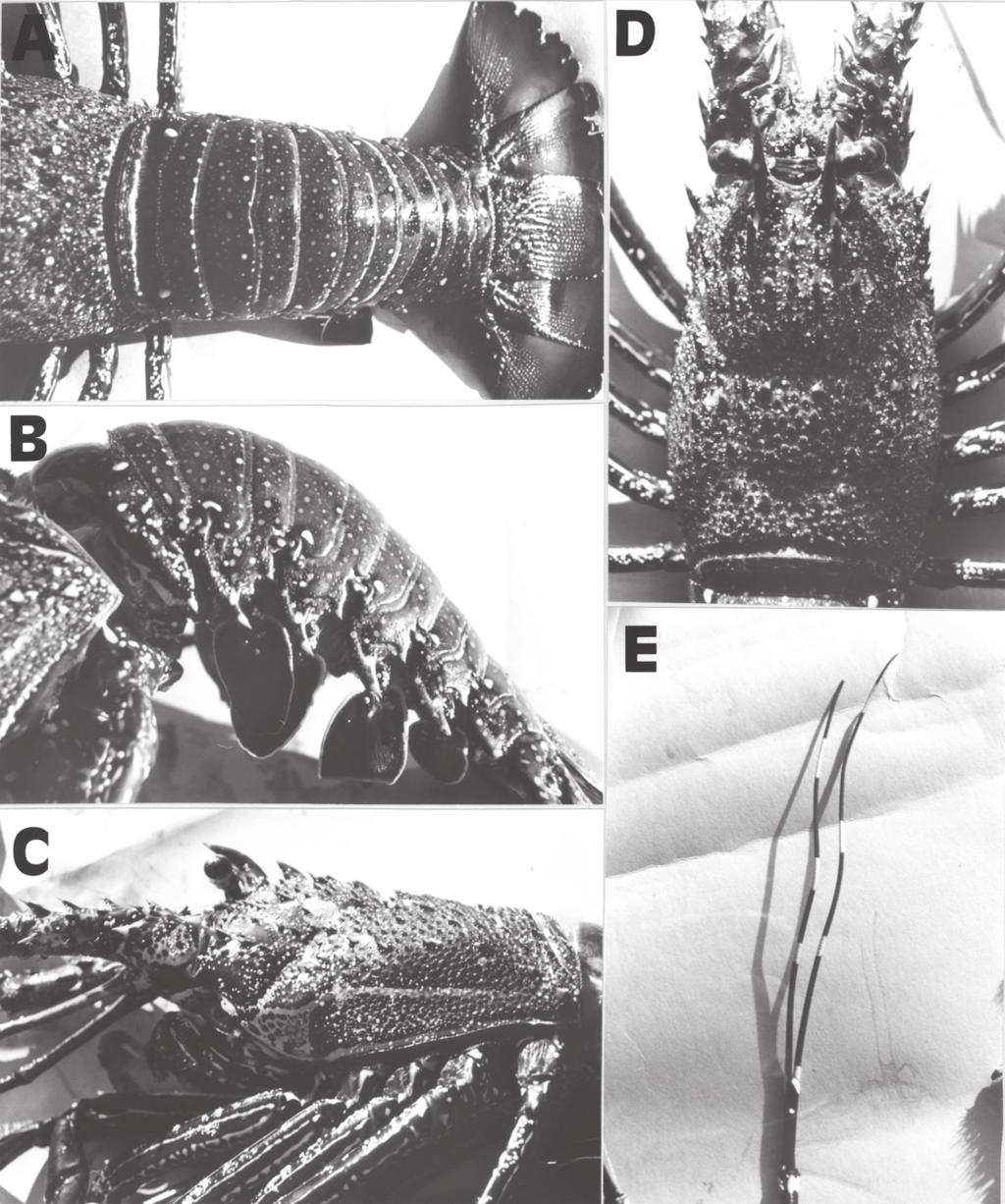 568 New Zealand Journal of Marine and Freshwater Research, 2005, Vol. 39 Fig. 4 Shirahige-ebi (Panulirus longipes bispinosus).