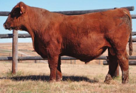 He is a full brother to the popular herd sire Jonny Unitas in Hall-Pokorny s reputation herd Pictured on page 27 SR RESOURCE C320 61 Born: 4/30/2015 Reg #: 3520775 BROWN JYJ REDEMPTION Y1334 JYJ MS