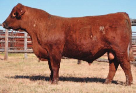 outstanding females and solid, efficient feeder steers Full brother to Lots 63 and 67 SR C323 67 Born: 5/1/2015 Reg #: PENDING TR COLD 45 UT806 BECKTON COLT G552 LJC MISSION STATEMENT P27 LJC LANCER