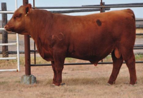 ruggedly built, high-mass 1064 son This bull boasts a 108 IMF ratio and genetic predictions above the 10th percentile for HB, GM, CED, BW, HPG, Stay and Marb Pictured on page 31 SR BIGTIME HUSTLER