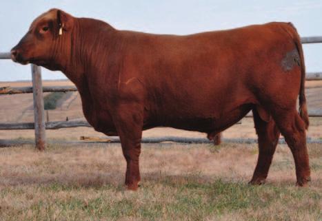 B Wt: 78# Hd Circ: 465 Dam s Wt: 1218 BCS: 6 AOD: 11 119 51 13-48 44 72 16 11-29 Heifer bull A deep, powerfully built 1064 son If you re looking for structural superiority and longevity, this bull