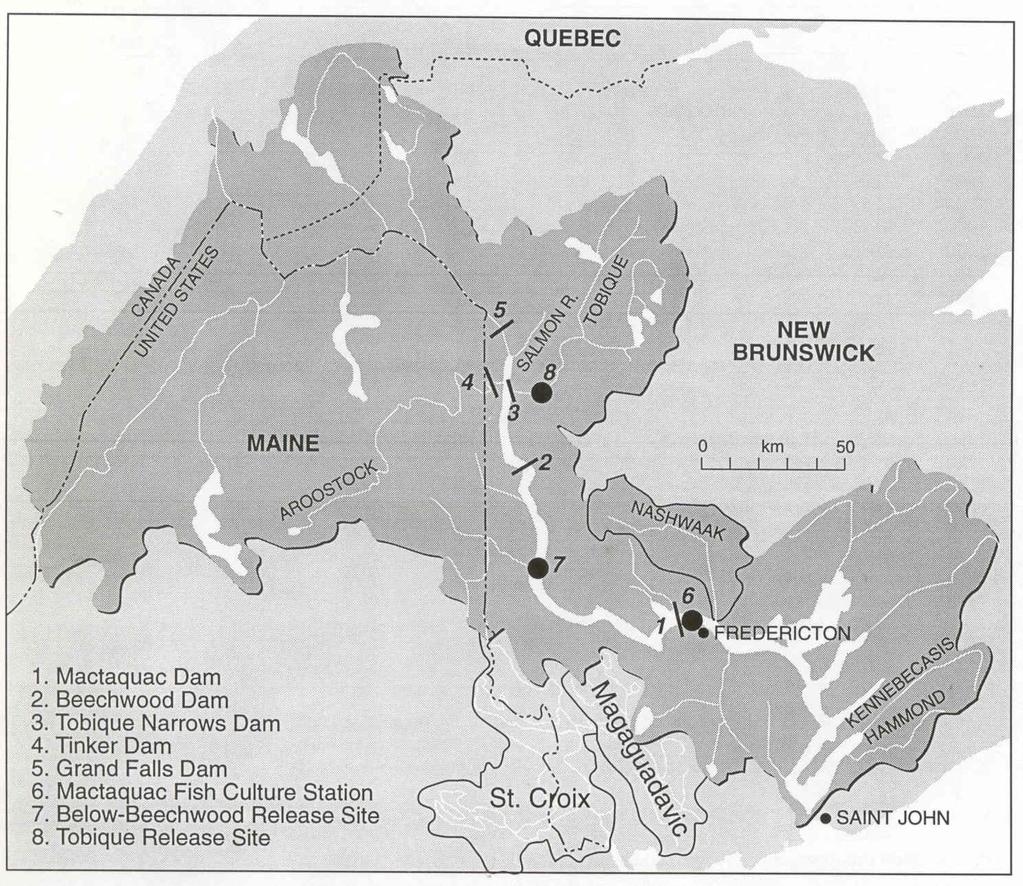 FIGURES Figure 1: Map of the Magaguadavic, St Croix and Saint John rivers drainages including: Tobique and Nashwaak rivers and other major tributaries, dams, and principal release sites for Atlantic