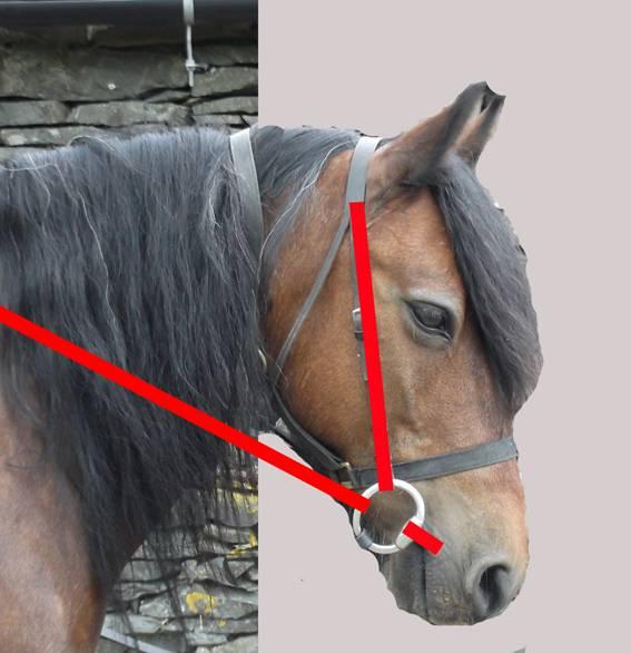 ARGUMENTS FOR THE JOINTED MOUTHPIECE If the pony has been taught in early training that giving to pressure is a good idea, then he will bring his chin in and change the angle between his mouth and