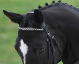 New tack and equipment permitted at FEI Dressage Events from 1