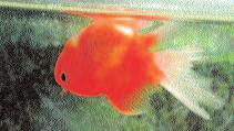 deformed bodies that make it difficult for the fish to regulate the intake and discharge of air at the swim bladder.