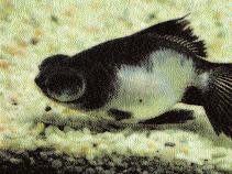 564 Carassius auratus Yellow Goldfish Parasitic + Bacterial infection: Exhausted