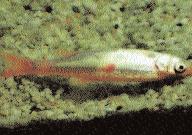 b. Trichodina: see p. 167 (Ill. 567) It is not uncommon for a small number of Trichodina to appear on the skin and/or gills of pond fish without causing disease.