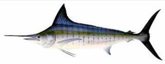 Table 5: Summary table on available information of main retained species Species Blue marlin Striped marlin >5% of Catch Highly likely Probably not Black marlin Probably not Wahoo Probably not