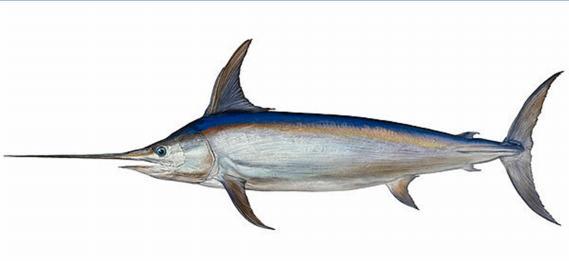 Swordfish Conclusion From the species discussed above the Risk Based Framework (RBF) will have to be used on those main species where information on the status of the stock is not available.