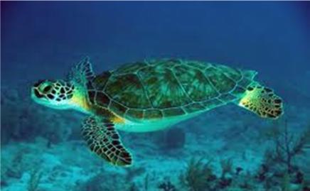 Images of turtle species found in RMI waters Leatherback Turtle Hawskbill Turtle Green Turtle Olive Ridley Turtle At national level, the Marshall Islands has in place the Endangered Species Act