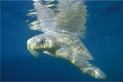 The Marine Resources Act (1997) sets in place restrictions on the intentional killing of green and hawksbill turtles, except in the circumstances of subsistence fishing, and prohibits the removal