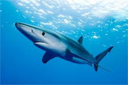 As above, the team has used these sources of information to compile a list of potential shark ETP species, as follows: Blue shark (Prionace glauca) This species is a major bycatch of longline and
