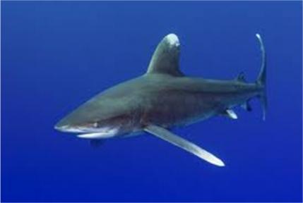 Shortfin mako (Isurus oxyrinchus) Like the blue shark, short-fin makos are not specifically targeted.